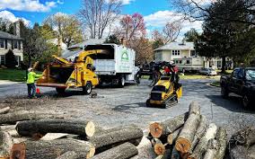 Best Storm Damage Tree Cleanup  in San Juan Pistrano, CA